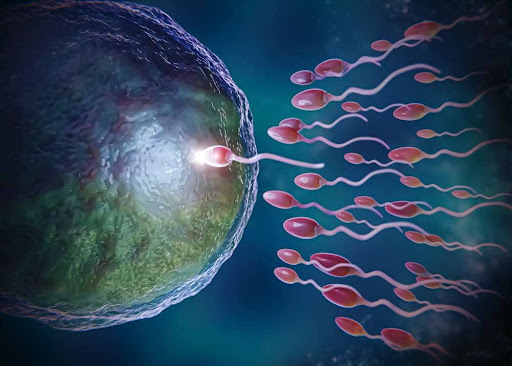 IVF process concept.